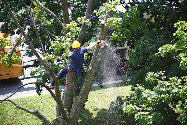 Best Storm Damage Tree Cleanup  in Calvert, TX